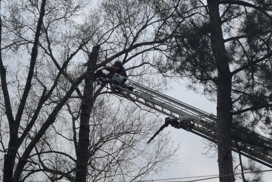FIREFIGHTERS RESCUE TREE CLIMBER FROM TREE