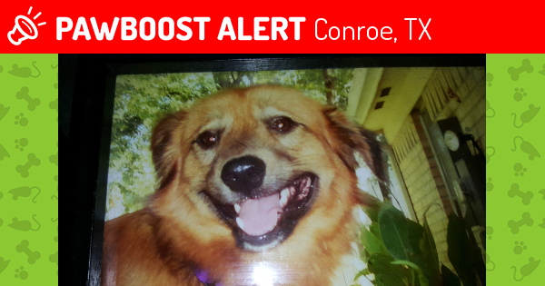 MISSING DOG IN CONROE