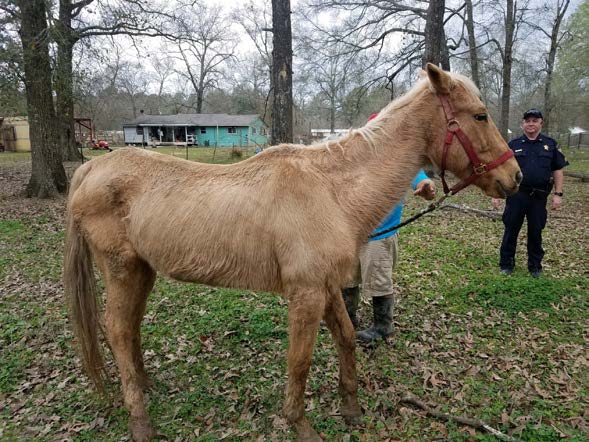 ONE HORSE DEAD ANOTHER SEIEZED IN SPLENDORA BY MCSO