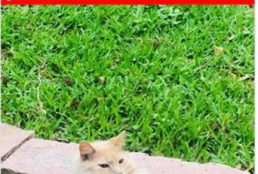 LOST CAT NEAR CANDY CANE PARK IN CONROE