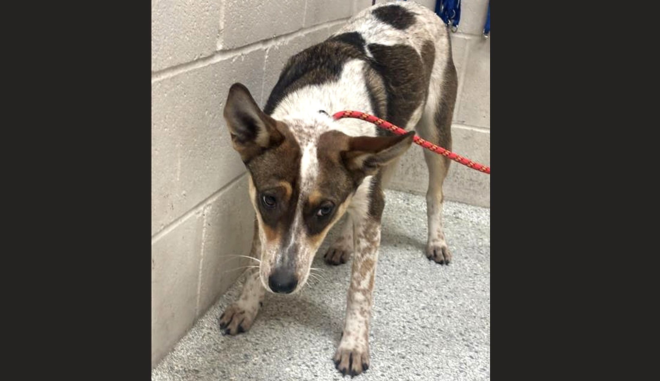 Montgomery County Animal Shelter – Animals Received 3/12/26 ...