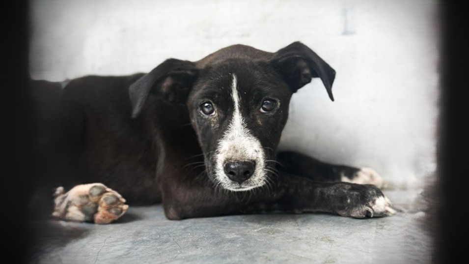 Montgomery County Animal Shelter – Animals Received 5/5/26