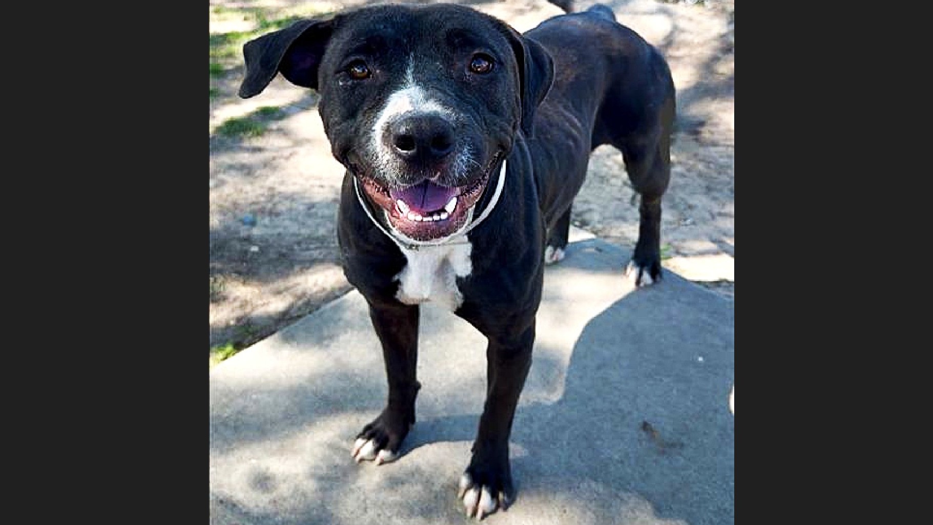 Montgomery County Animal Shelter – Animals Received 5/6/26