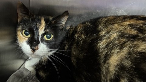 Montgomery County Animal Shelter – Animals Received 5/2/26 and 5/3/26
