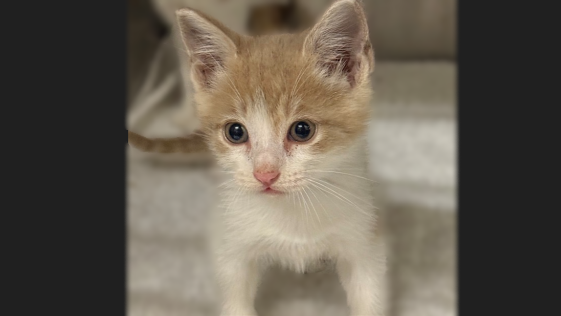 Montgomery County Animal Shelter – Animals Received 6/2/26