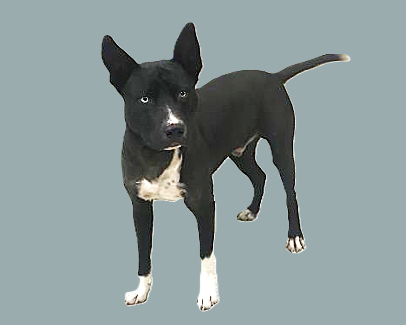 Montgomery County Animal Shelter – Animals Received 6/6/26